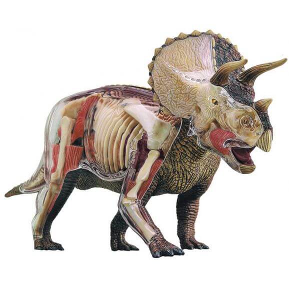 Dinosaurie Triceratops Anatomi 34 cm