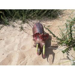 Dinosaurie Triceratops Naturgummi - 92 cm