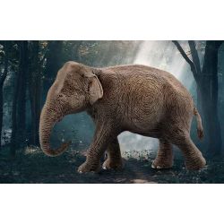 Schleich Asiatisk Elefant Hona 14753